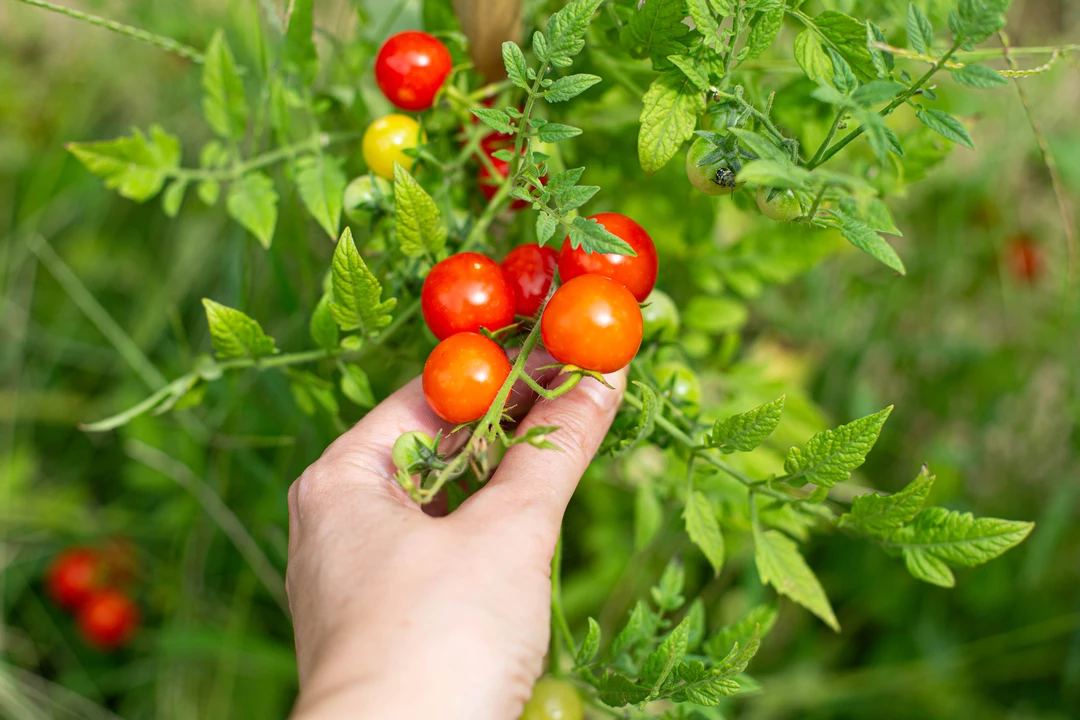 Recipe: Fermented cherry tomatoes