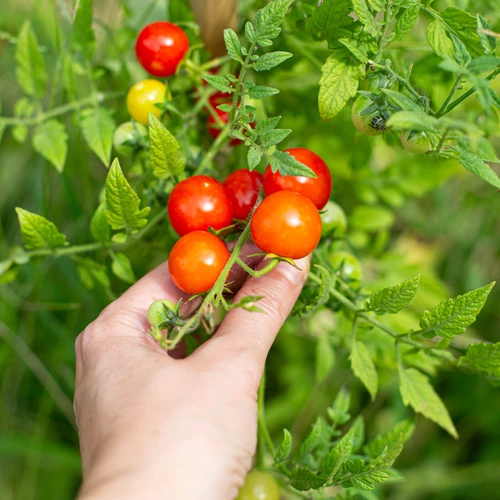 Fermented cherry tomatoes