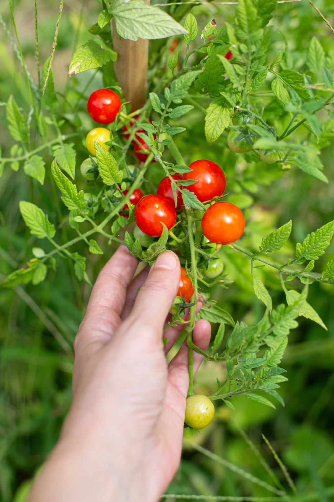 Recipe: Pantelleria salad - 1