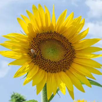 Immagine di Sunflower seeds oil